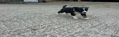 Mixed Breed 1