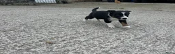 Mixed Breed dogs for sale: 5x Male Kelpie x Border Collies  - Advert 9