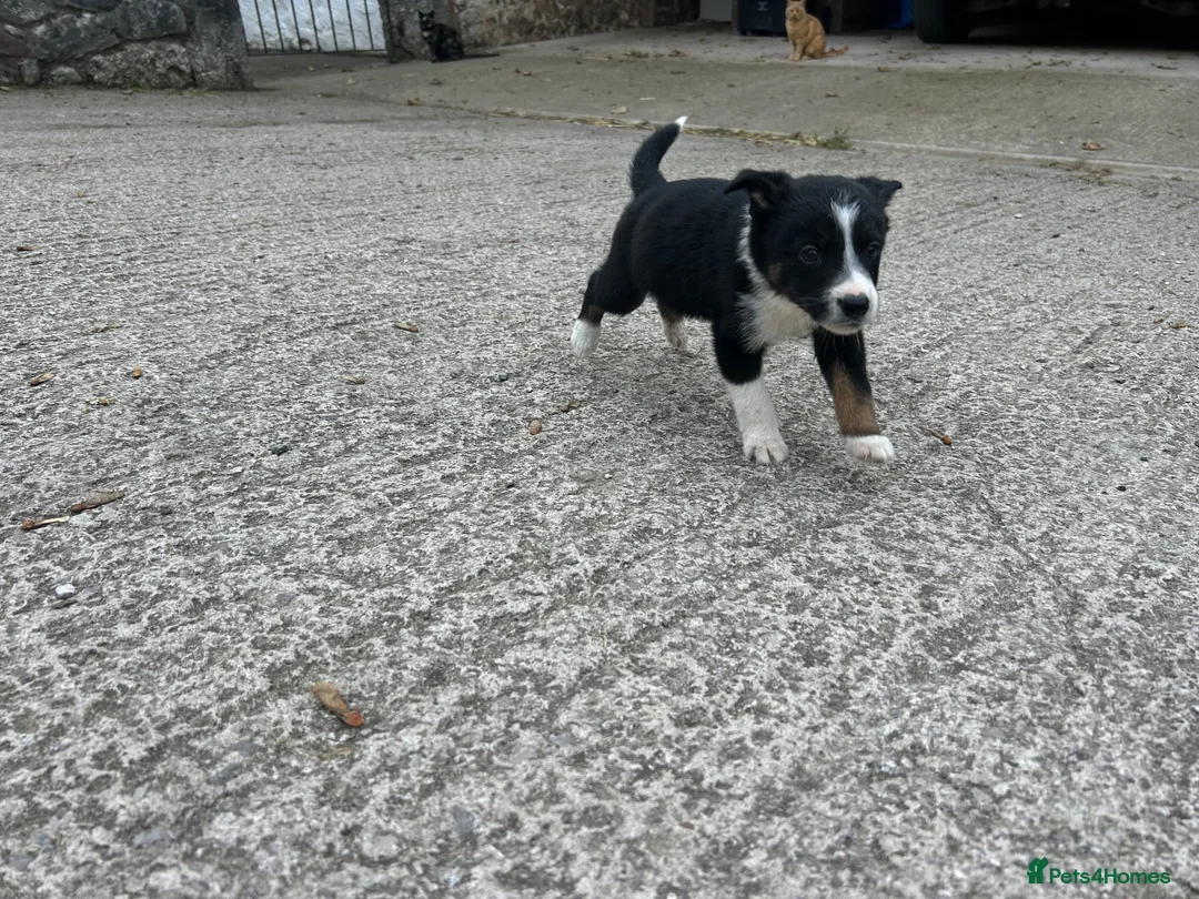 Mixed Breed dogs for sale: 5x Male Kelpie x Border Collies  - Advert 9