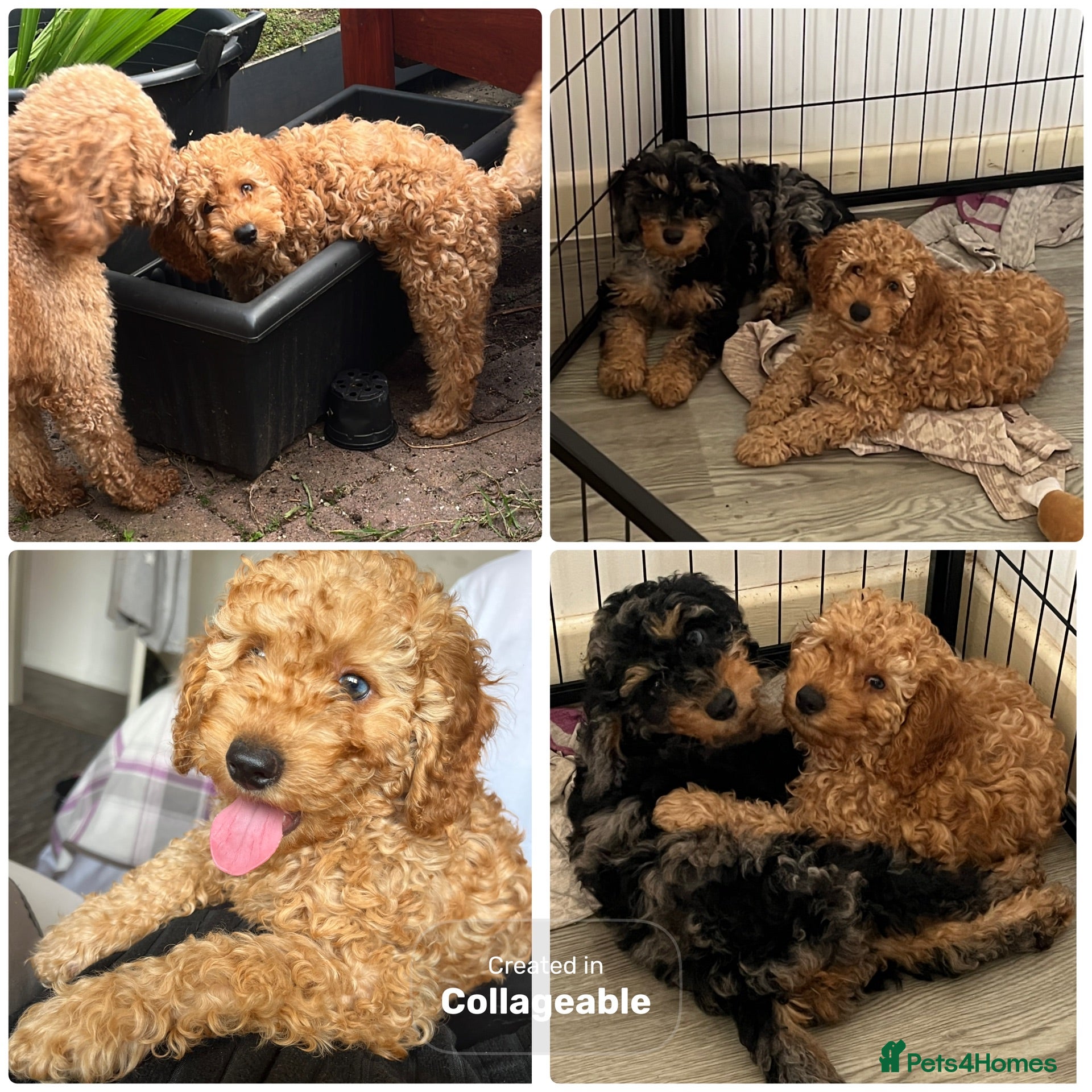 Cavapoo dogs Cavapoo F1BB puppy - READY FOR HIS NEW HOME - Advert 1