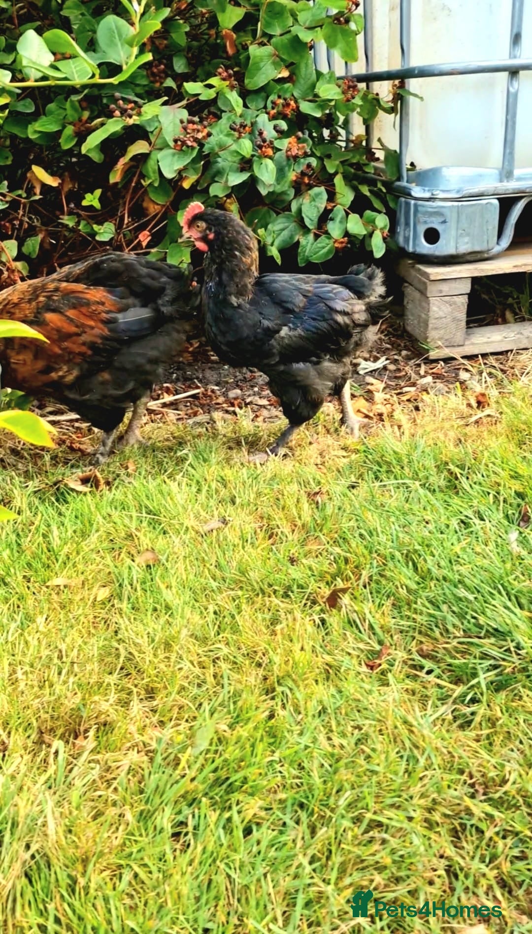 Chickens poultry for sale: Black French Copper Marans - Image 2