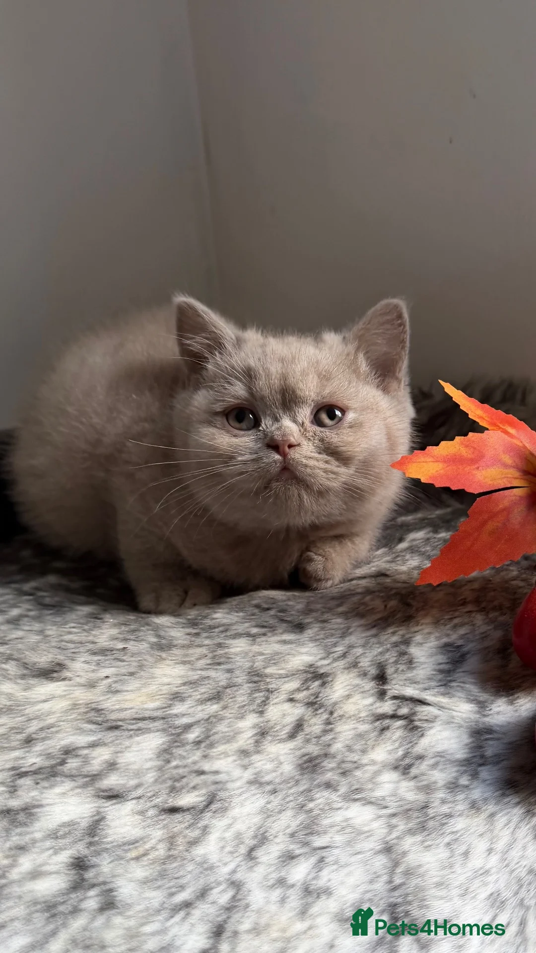 British Shorthair cats for sale: BSH Fawn and bi colour fawn kittens  - Advert 7