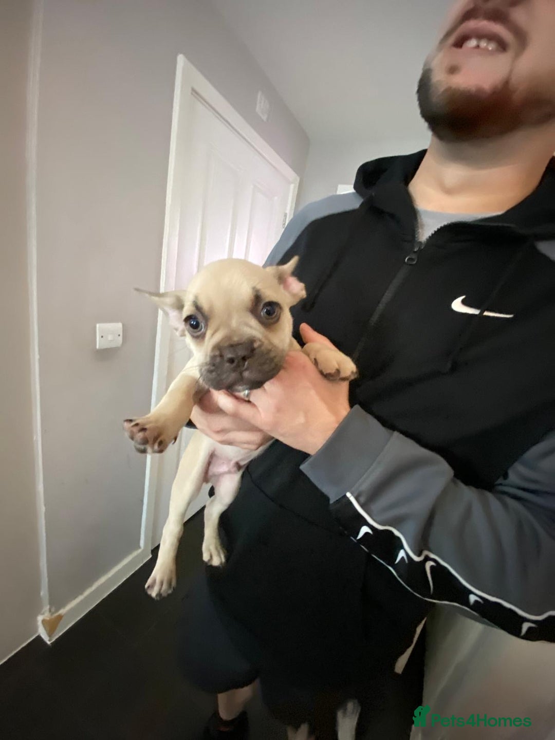 French Bulldog dogs for sale: French bulldog pups  - Image 1