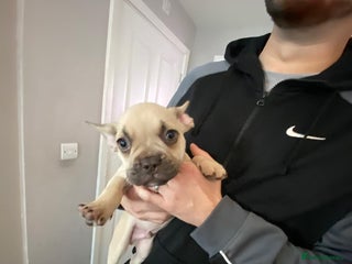 French Bulldog dogs - Advert 3