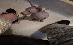 Mexican Hairless dogs for sale: Beautiful little boy 18week old - Image 4