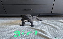 Staffordshire Bull Terrier dogs for sale: 5 Staffordshire bull terrier puppies  - Image 1