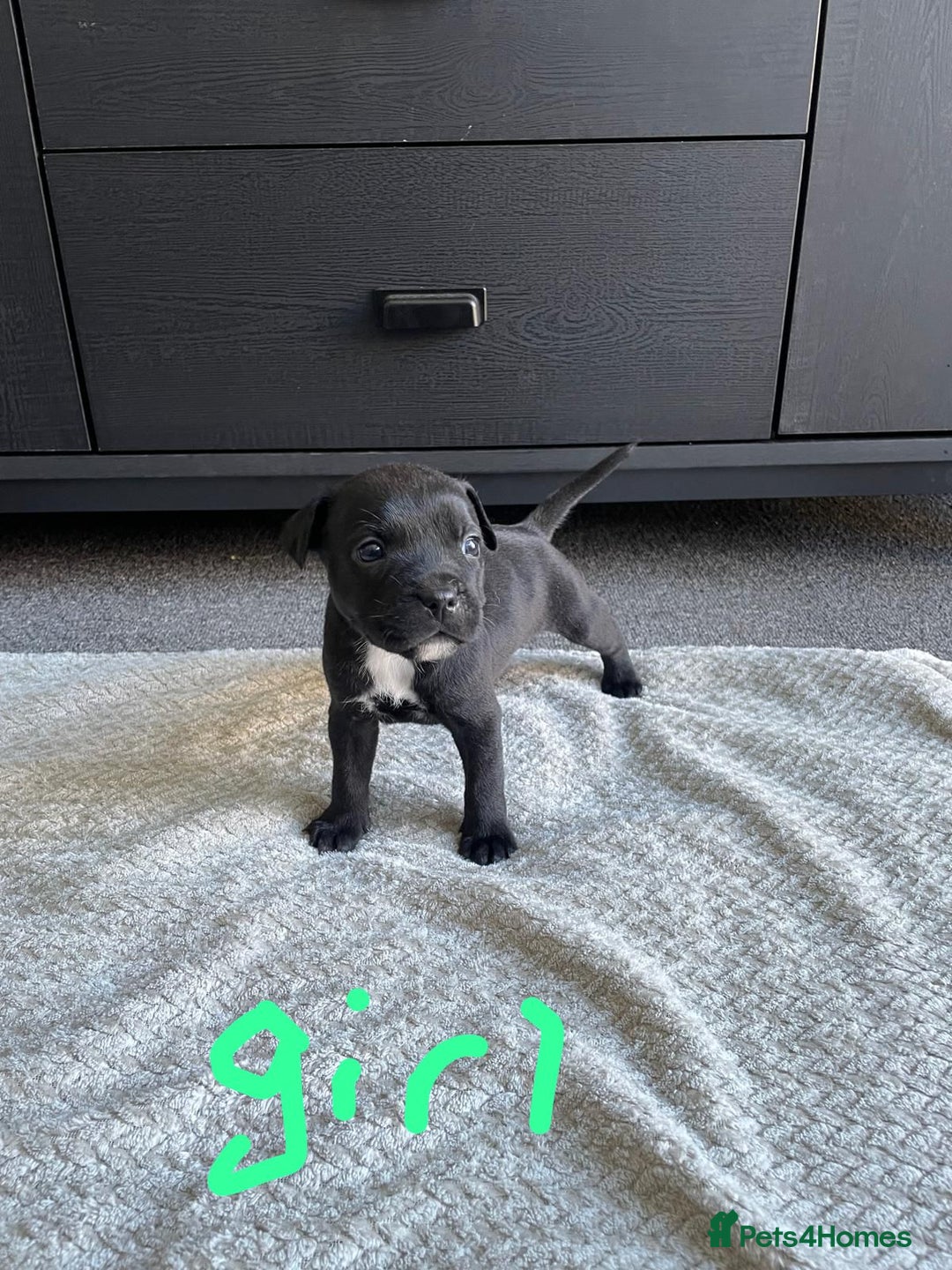 Staffordshire Bull Terrier dogs for sale: 5 Staffordshire bull terrier puppies  - Image 1