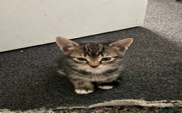 British Shorthair cats for sale: 5 kittens  - Image 8