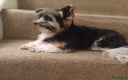 Biewer Terrier dogs for stud: Purebred Pedigree Biewer Terrier Stud in Merthyr Tydfil - Image 24