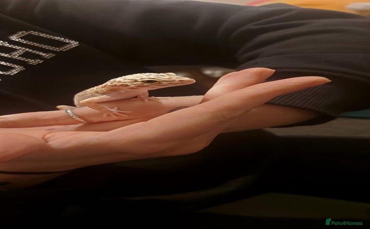 Gecko reptiles - Advert 1