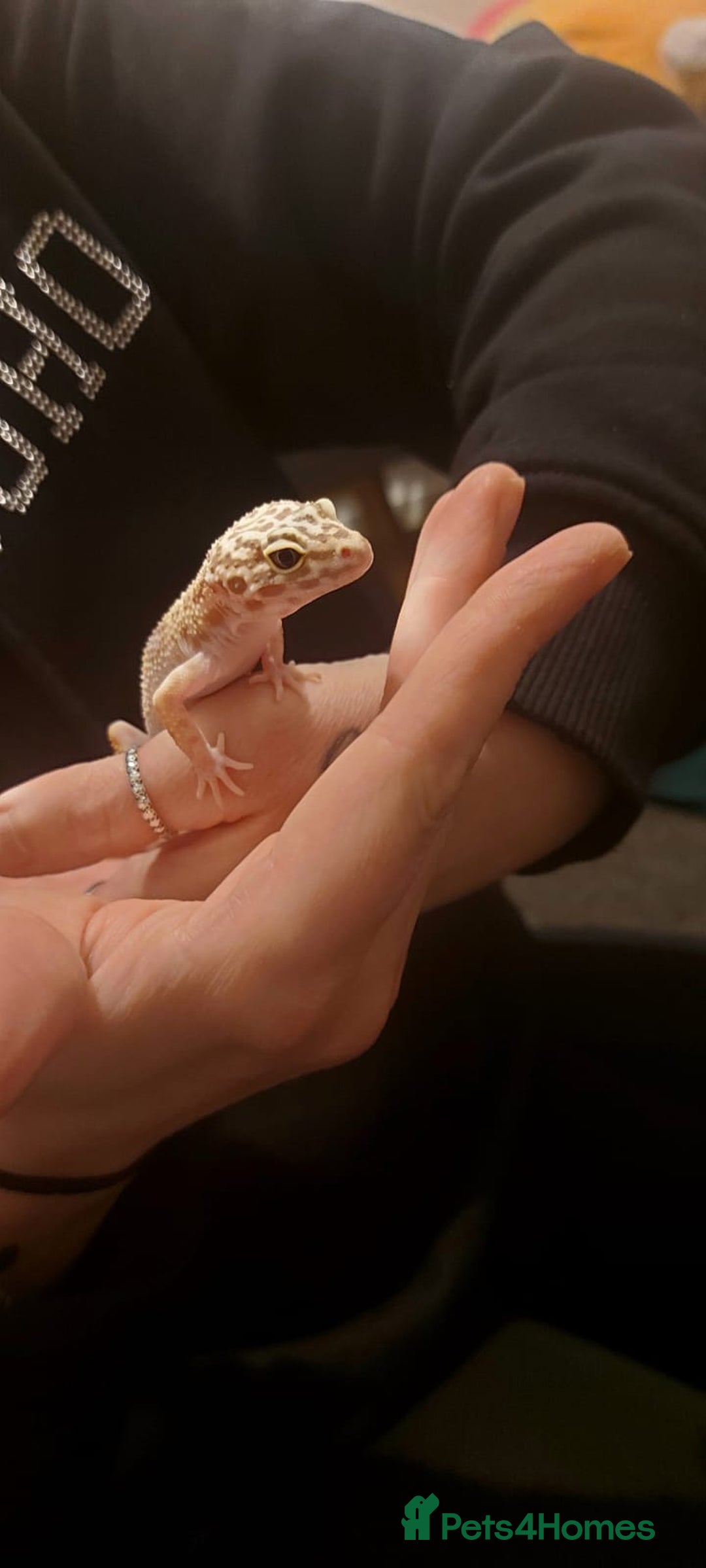 Gecko reptiles for sale: 1 year old healthy geko - Image 1
