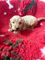 Cockapoo dogs - Advert 10