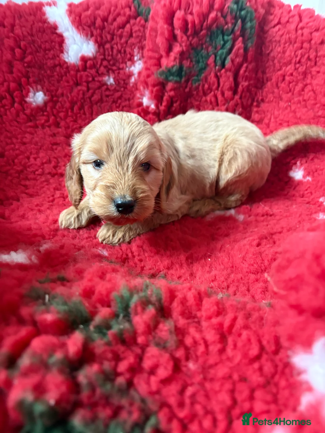 Cockapoo dogs for sale:  one gold girl available  - Advert 9