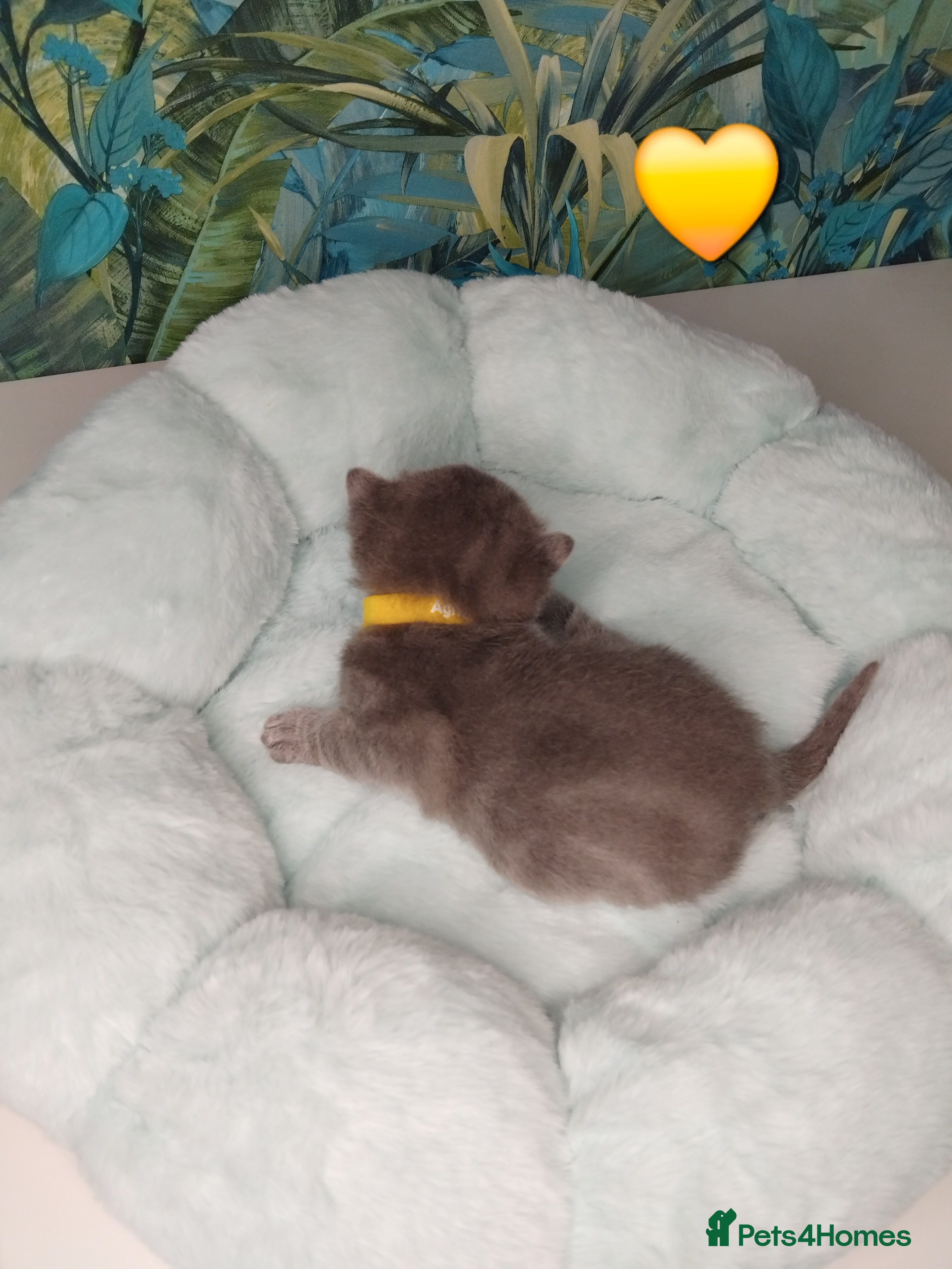 British Shorthair cats British Shorthair x Russian Blue  - Advert 6