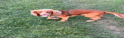 Cocker Spaniel dogs for stud: Athletic (DNA clear)working cocker spaniel - Advert 3