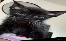 Russian Blue cats for sale: 1 male Russian blue X - Image 2