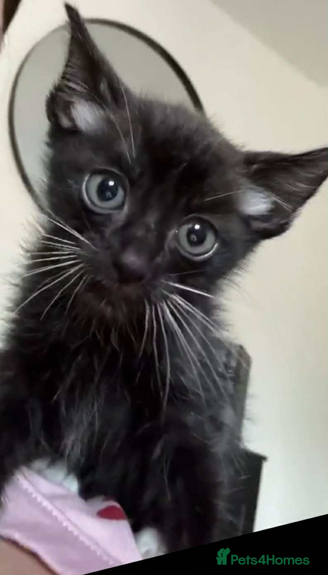Russian Blue cats for sale: 1 male Russian blue X - Image 2