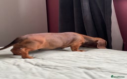 Dachshund dogs for sale: Dachshund puppy’s one boy and four girls  - Image 3