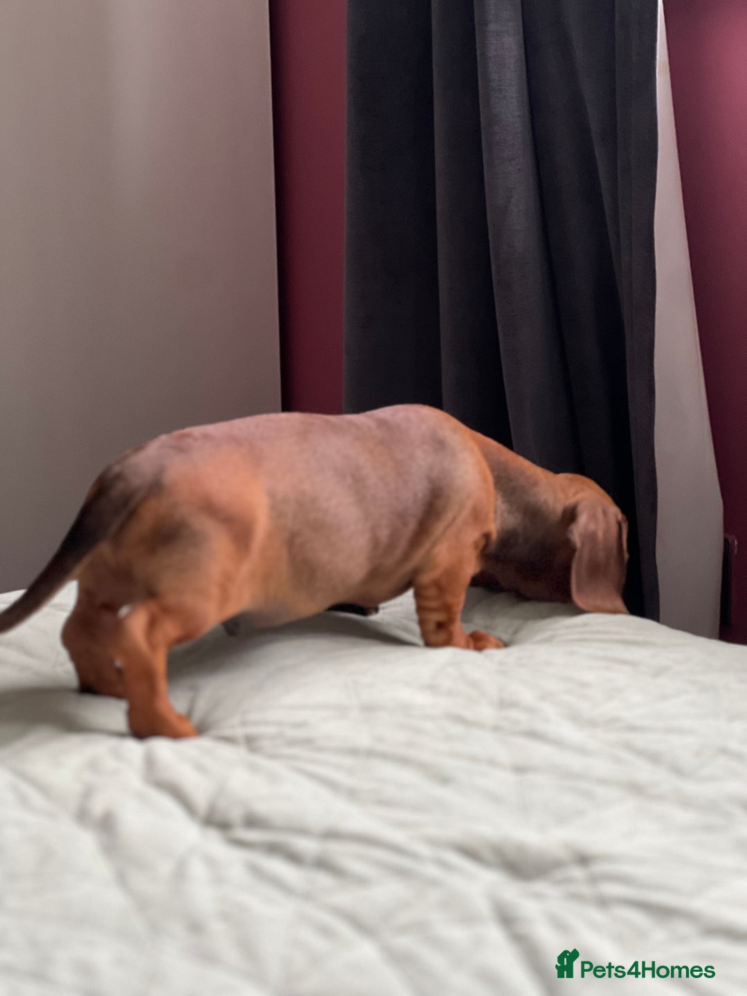 Dachshund dogs for sale: Dachshund puppy’s one boy and four girls  - Image 3