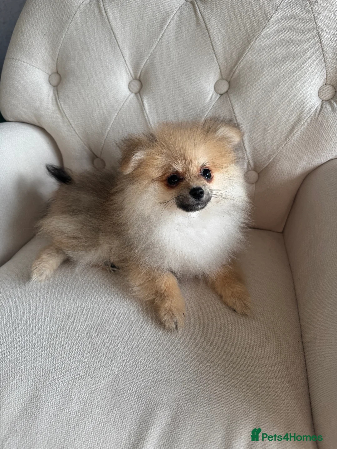 Pomeranian dogs for sale: KC registered boy! - Advert 22