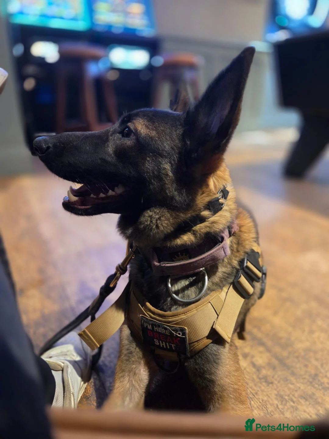 Belgian Shepherd Dog dogs for stud: 🐺 Belgian Malinois Stud Available 🐺 - Advert 3