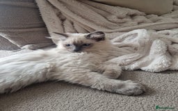 Ragdoll cats for sale: Purebred Ragdoll Kittens  in Melksham - Image 10