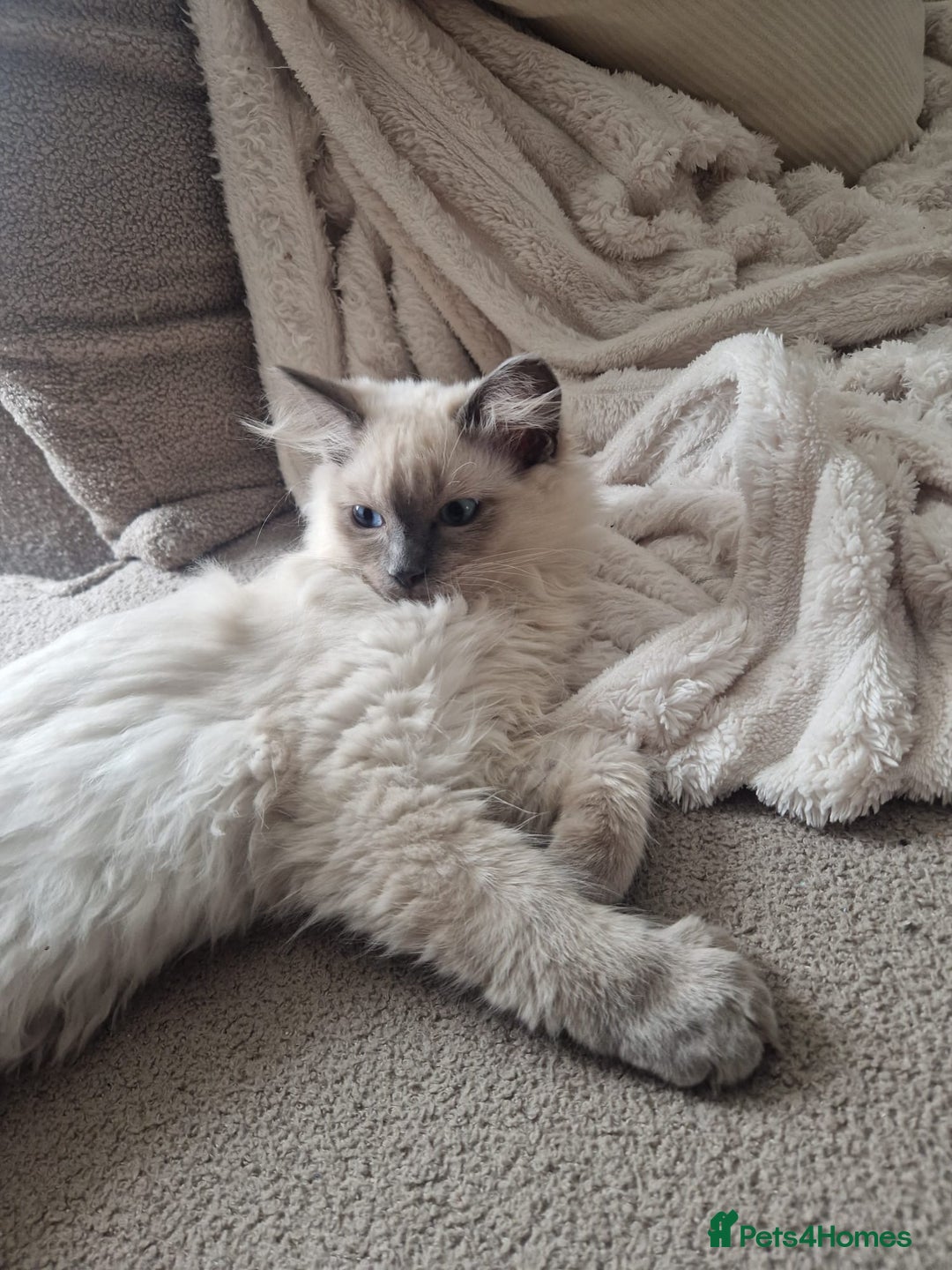 Ragdoll cats for sale: Purebred Ragdoll Kittens  in Melksham - Image 10