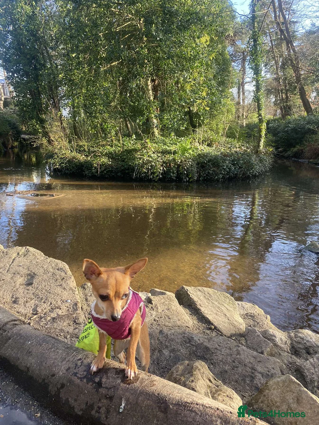 Chihuahua dogs for sale: Mum and daughter chihuahuas  - Advert 23