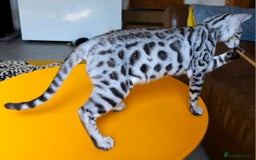 Bengal cats for sale: Exceptional Bengal kittens Available  - Image 12