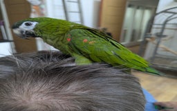 Macaws birds for sale: Ara Hahna red shouldered macaw tamed babies - Image 15