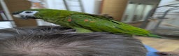Macaws birds for sale: Ara Hahn's red shouldered macaws tamed delivery - Advert 15