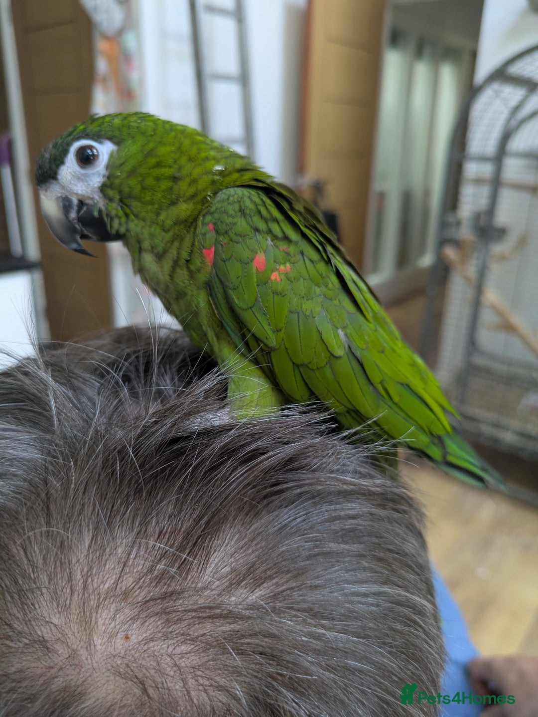 Macaws birds for sale: Ara Hahna red shouldered macaw tamed babies - Image 15