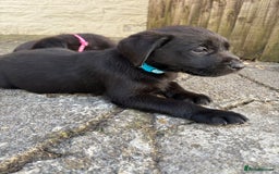 Labrador Retriever dogs for sale: ⭐️READY TO GO NEXT WEEK⭐️KC Reg Labrador Puppies  - Image 13