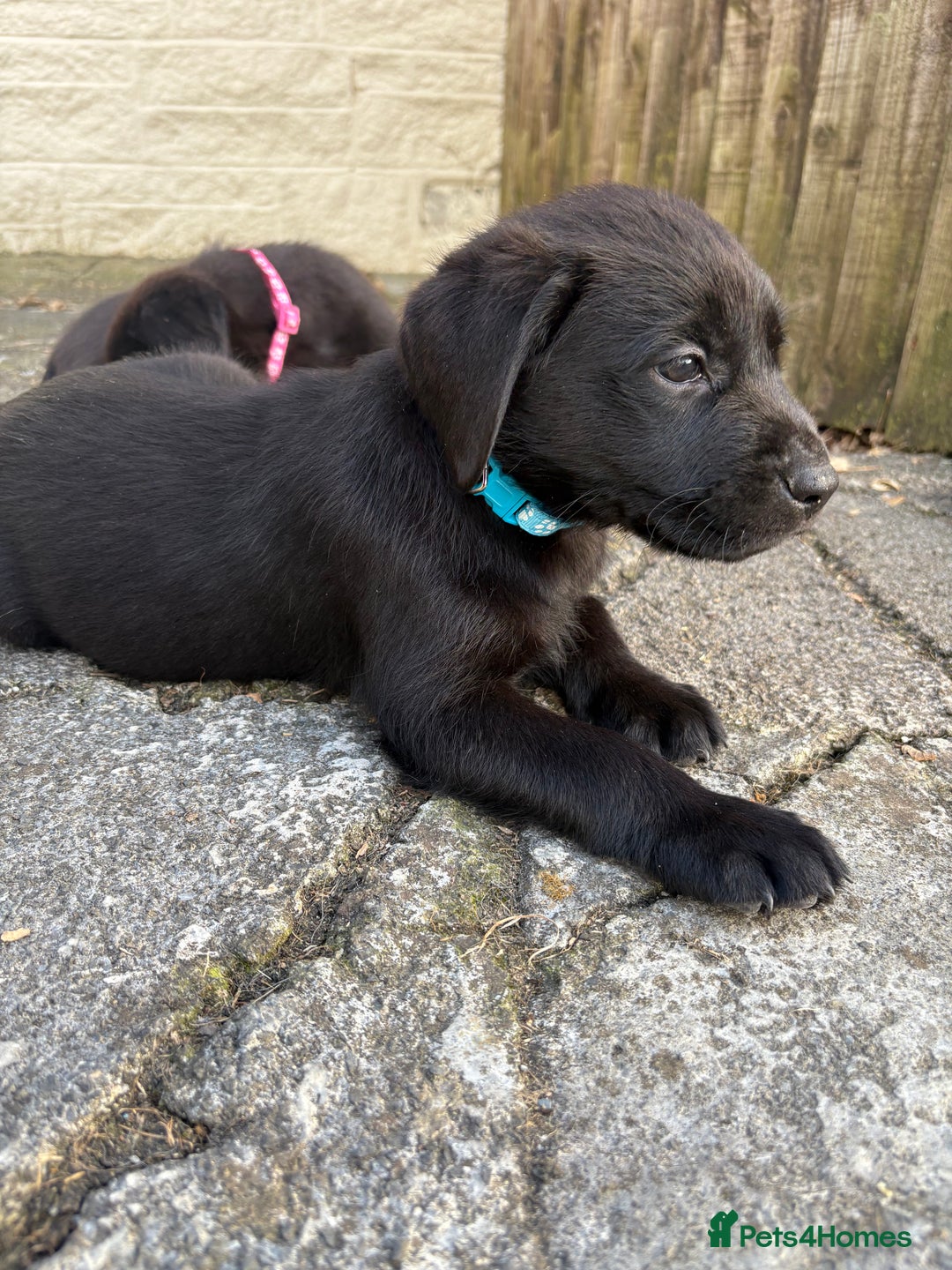 Labrador Retriever dogs for sale: ⭐️READY TO GO NEXT WEEK⭐️KC Reg Labrador Puppies  - Image 13