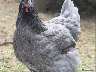 Chickens poultry - Advert 37