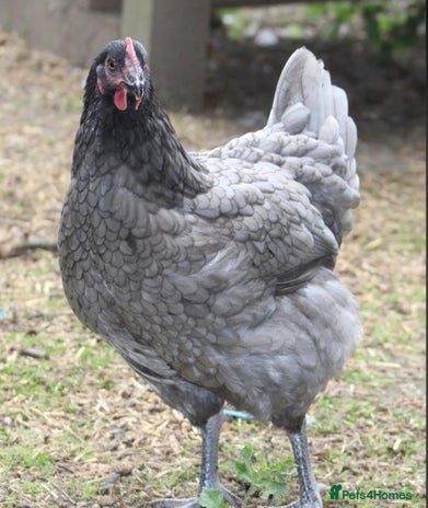 Chickens poultry - Advert 9