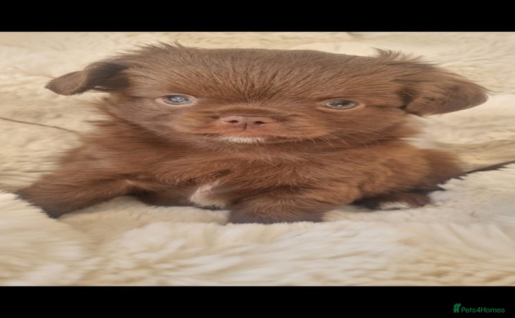 Chihuahua dogs - Advert 3