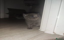 Ragdoll cats for sale: Half ragdoll kitten - Image 2