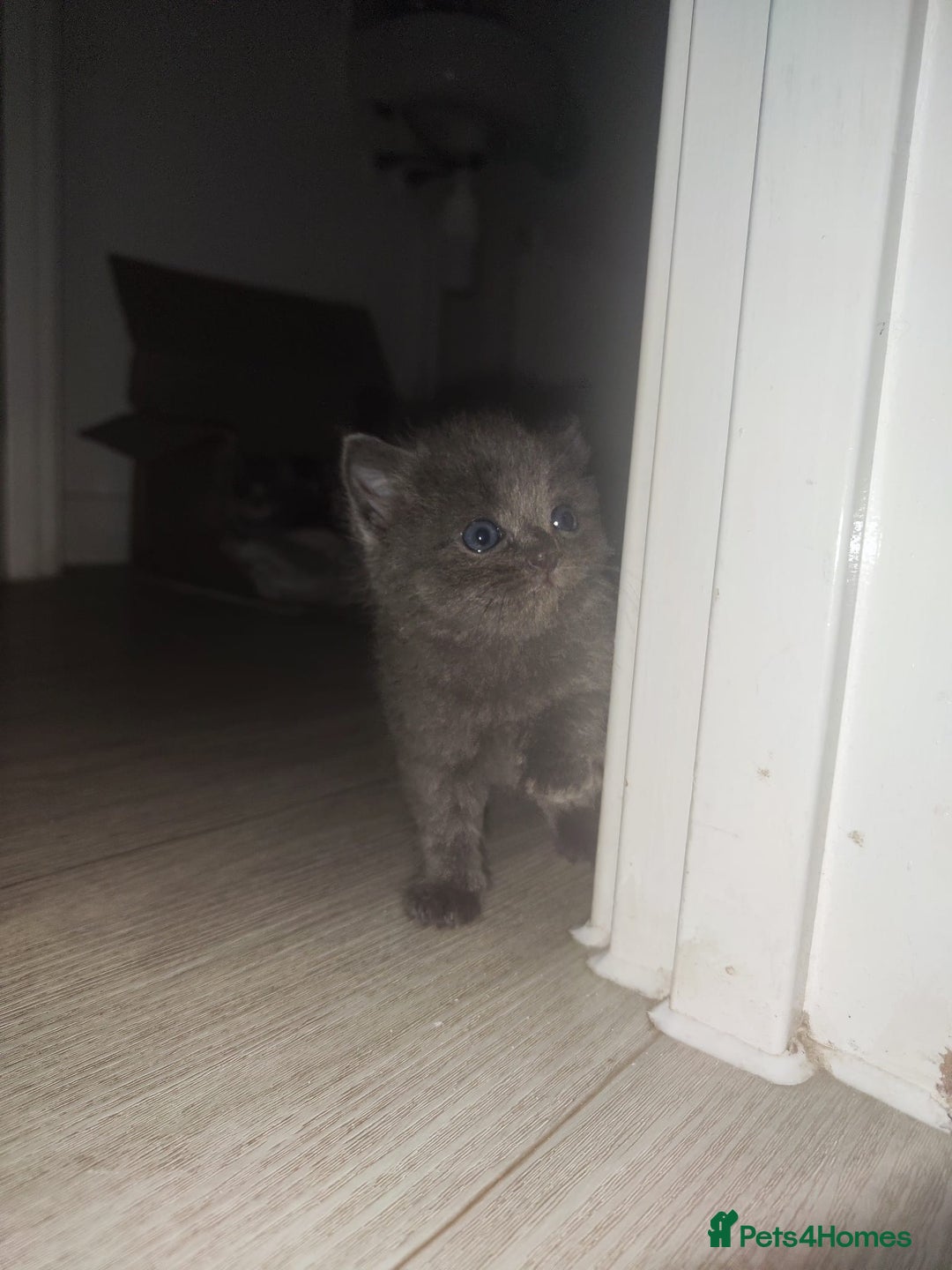 Ragdoll cats for sale: Half ragdoll kitten - Image 2