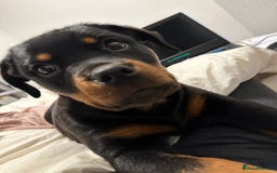 Rottweiler dogs for stud: Rottweiler Dog for Stud - Image 22