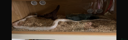 Corn Snake reptiles for sale: Strawberry snow corn snake  - Advert 2