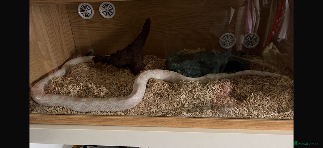 Corn Snake reptiles for sale: Strawberry snow corn snake  - Advert 2
