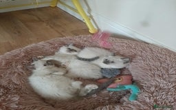 Ragdoll cats for sale: Ragdoll kittens ready to leave now  - Image 10