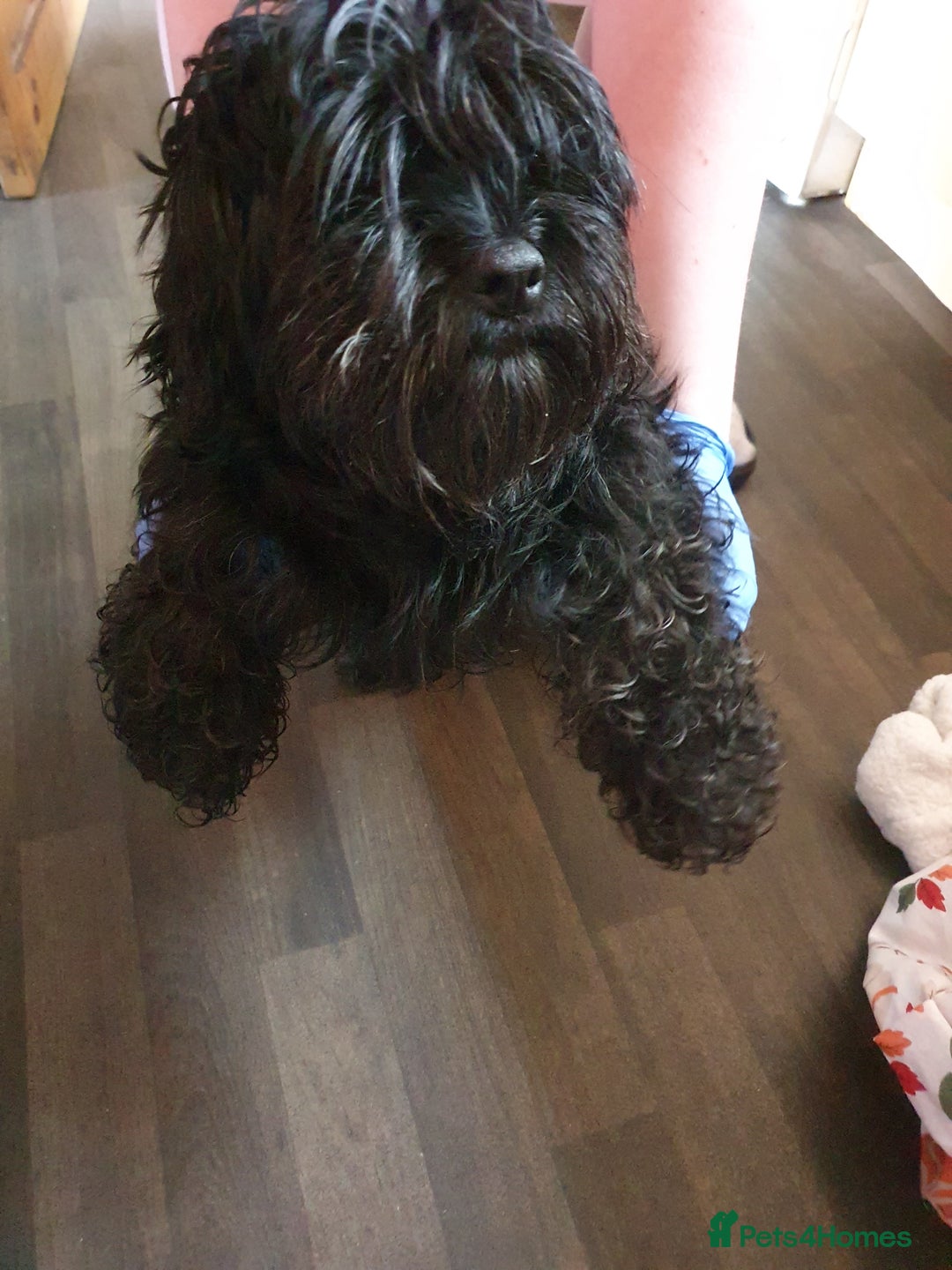 Chipoo dogs for sale: Chipoos  - Advert 1