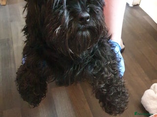 Chipoo dogs Chipoos - Advert 3