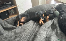 Dachshund dogs for sale: 1 year old miniature dachshund  - Image 2