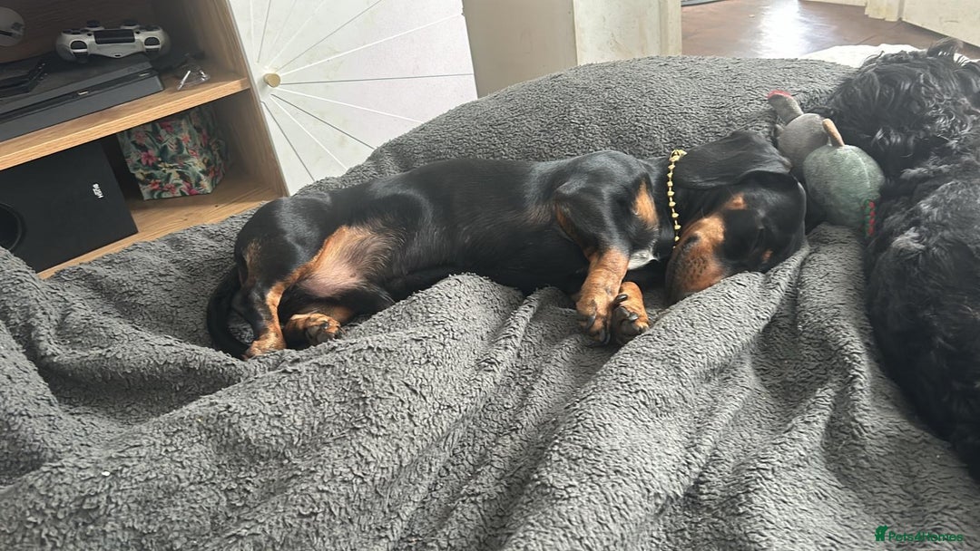 Dachshund dogs for sale: 1 year old miniature dachshund  - Image 2