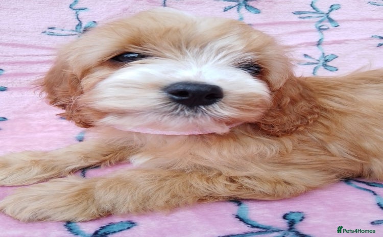 Cavapoo dogs - Advert 4