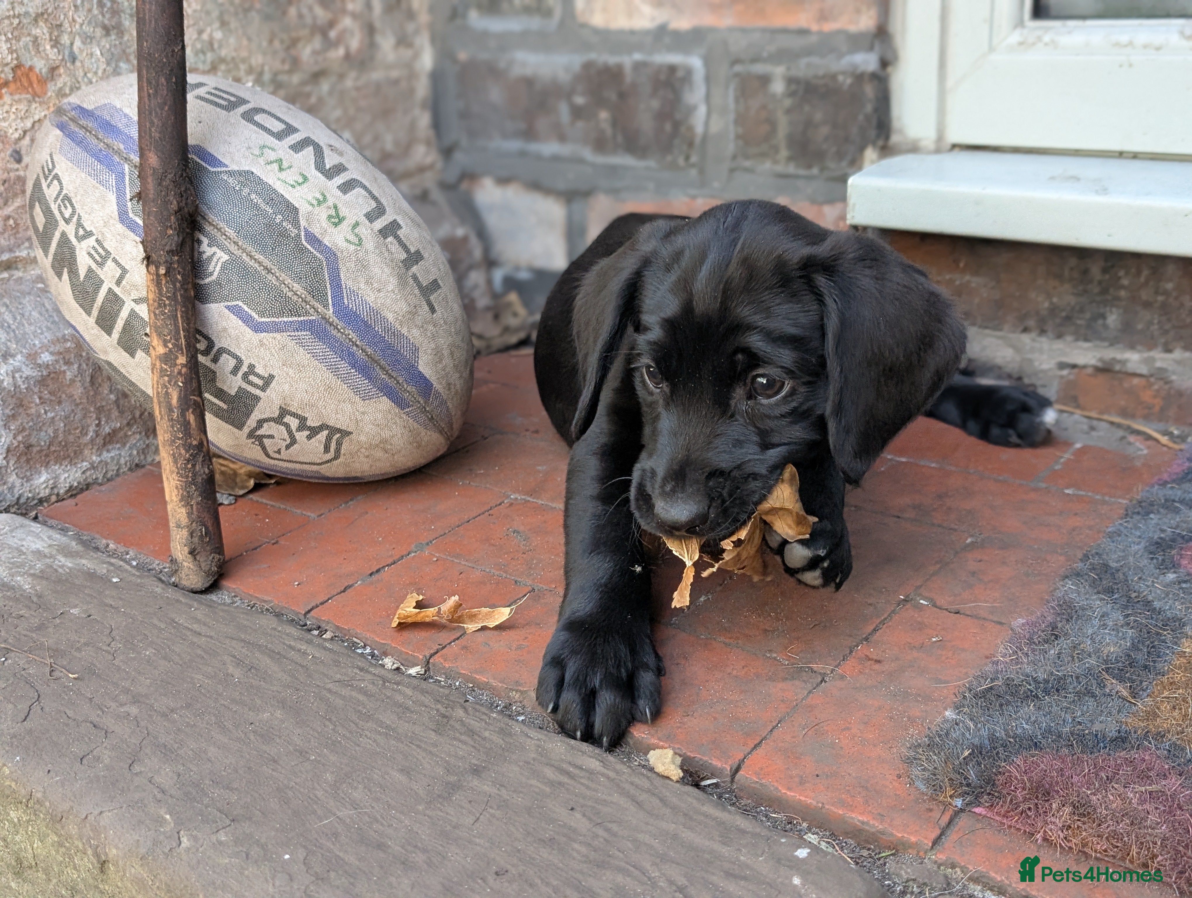 Springador dogs Labrador x Springer Spaniel - Springador Pups - Advert 6