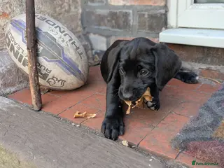 Springador dogs Labrador x Springer Spaniel - Springador Pups - Advert 6